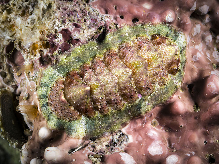 Tonicia sp. A